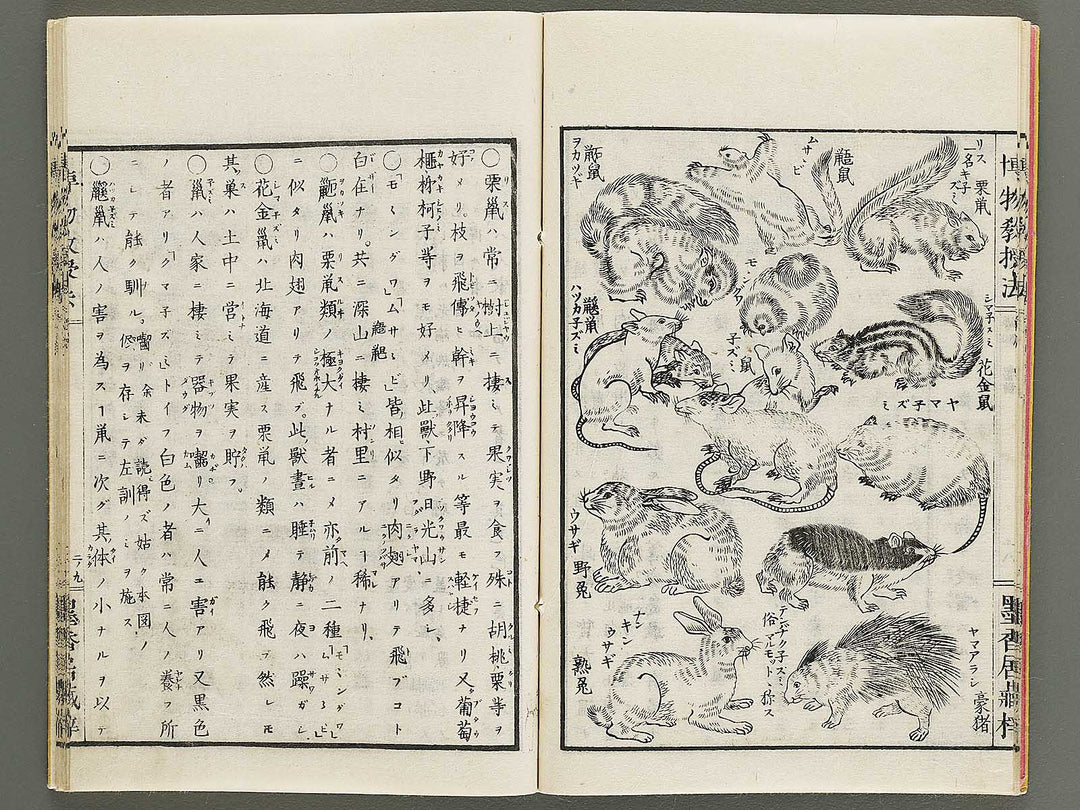 Hakubutsu kyojyuho Volume 2 / BJ341-579