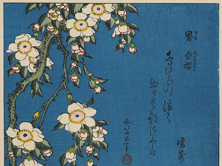 Weeping cherry blossoms against a dark indigo background, capturing the moment a Japanese bullfinch comes to peck at the blossoms. by Katsushika Hokusai, (Medium print size) / BJ323-708