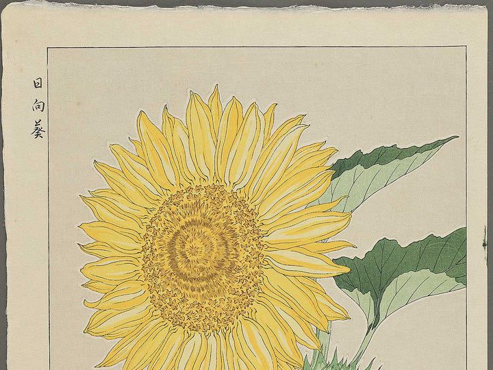 Himawari by Kawarazaki Shodo, (Large print size) / BJ346-276