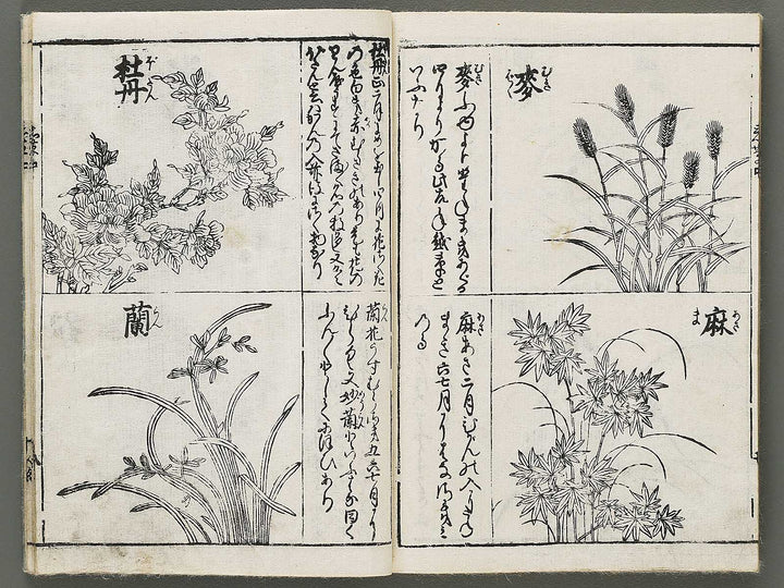 Edo shokubutsu zukan / BJ318-899