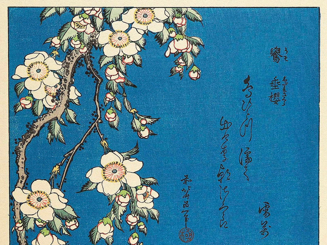 Weeping cherry blossoms against a dark indigo background, capturing the moment a Japanese bullfinch comes to peck at the blossoms. by Katsushika Hokusai, (Medium print size) / BJ319-445