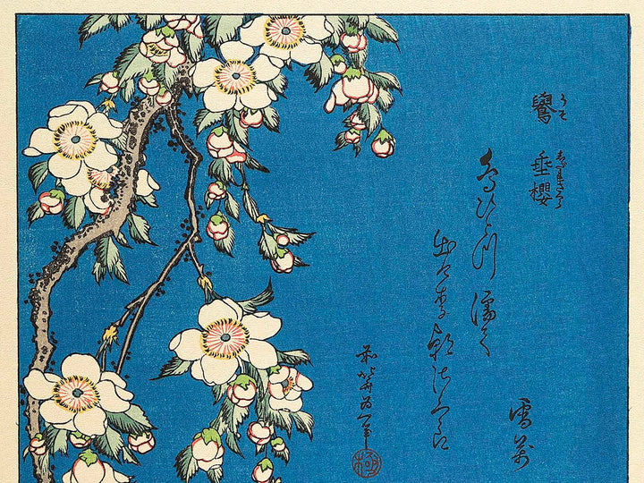 Weeping cherry blossoms against a dark indigo background, capturing the moment a Japanese bullfinch comes to peck at the blossoms. by Katsushika Hokusai, (Medium print size) / BJ319-445