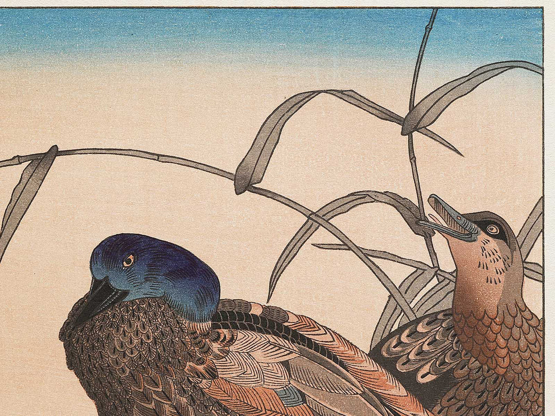 Duck and Kingfisher from the series Momotidori kyoka awase by Kitagawa Utamaro, (Large print size) / BJ331-667