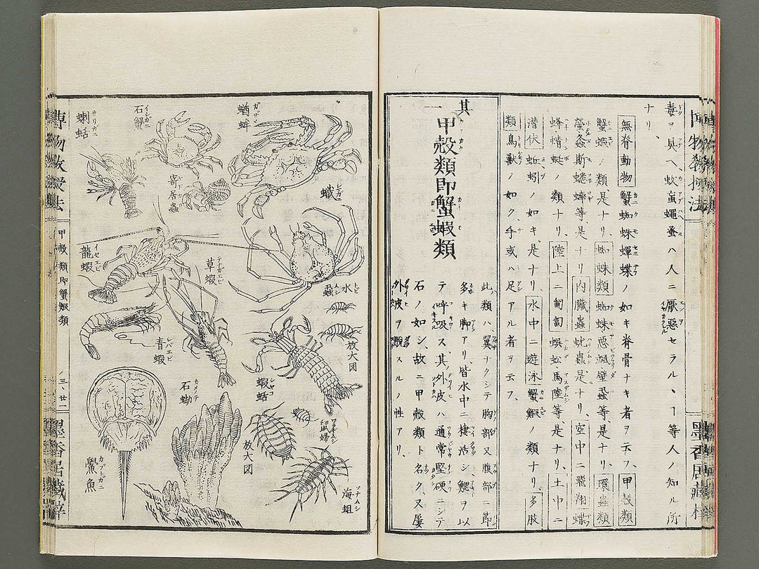 Hakubutsu kyojyuho Volume 3 / BJ341-586