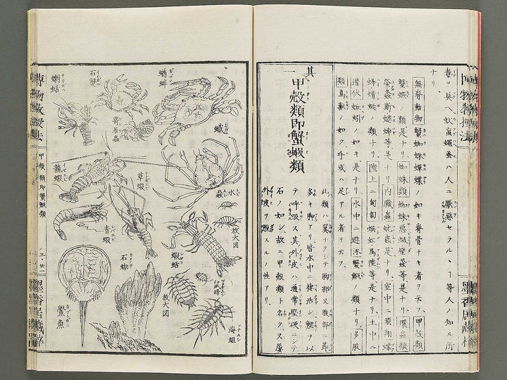 Hakubutsu kyojyuho Volume 3 / BJ341-586