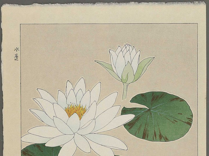 Suiren by Kawarazaki Shodo, (Large print size) / BJ346-283