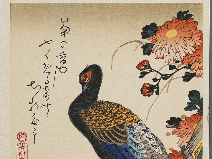 Chrysanthemum & pheasant by Utagawa Hiroshige, (Medium print size) / BJ328-111