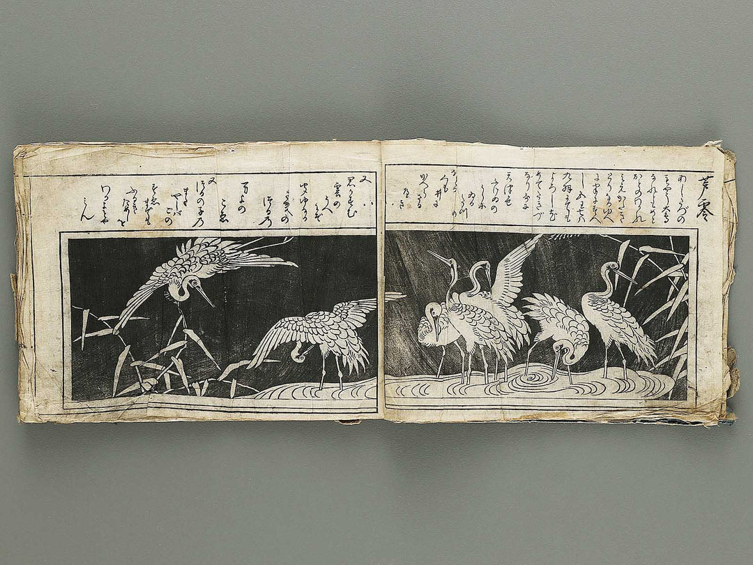 Ranma hinagata (Ge) / BJ336-056