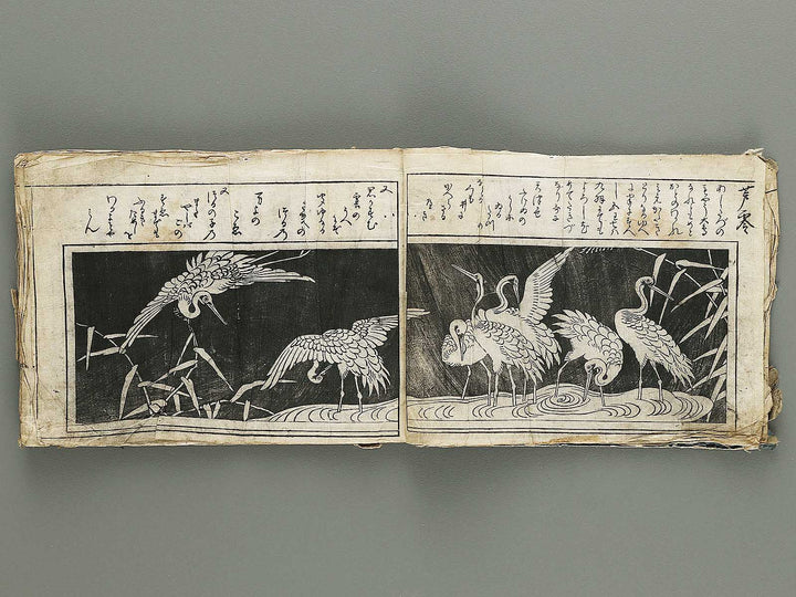 Ranma hinagata (Ge) / BJ336-056