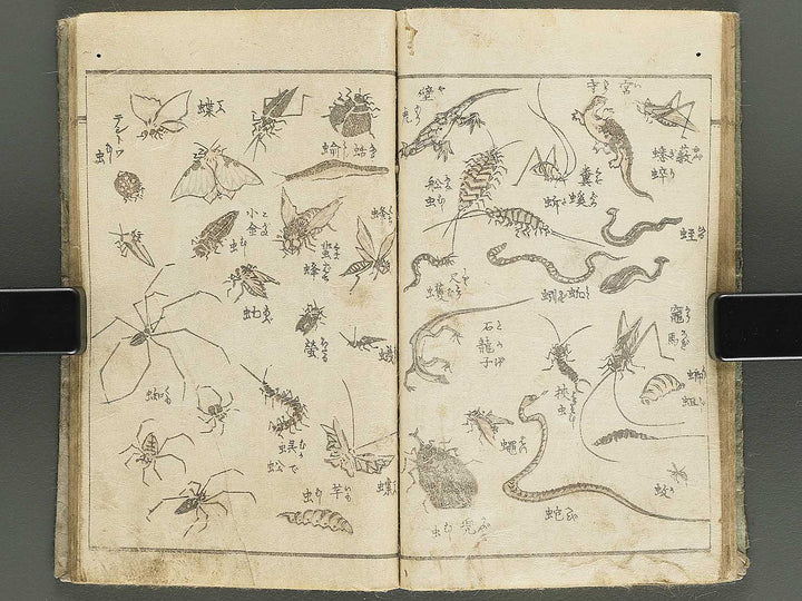 Yanagawa gafu (Jinbutsu sakana mushi) by Yanagawa Shigenobu / BJ348-033