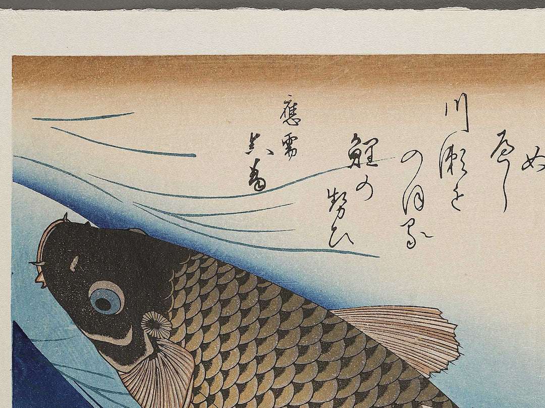 Japanese Carp from the series the series fish by Utagawa Hiroshige, (Large print size) / BJ325-619