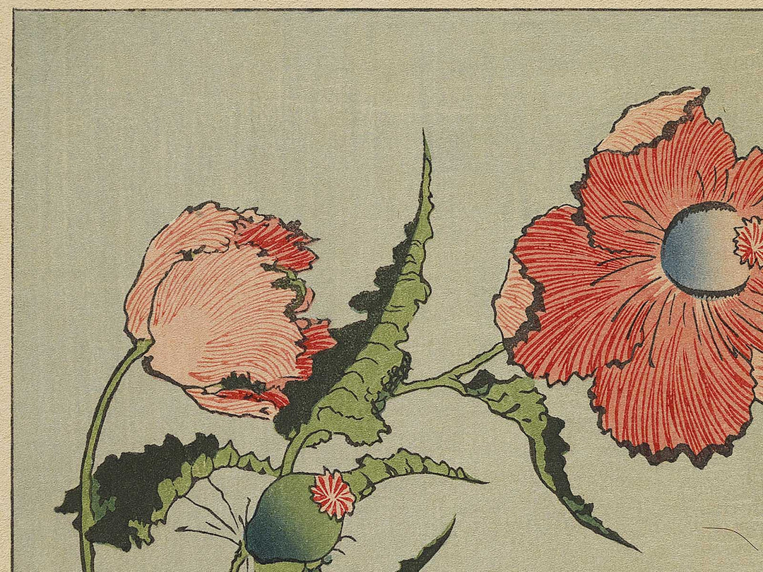 A poppy by Katsushika Hokusai, (Medium print size) / BJ321-734