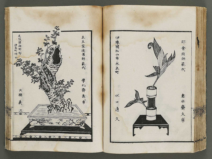 Kinen soka sanko no kaori (Ge) by Sawamura Riho / BJ324-688