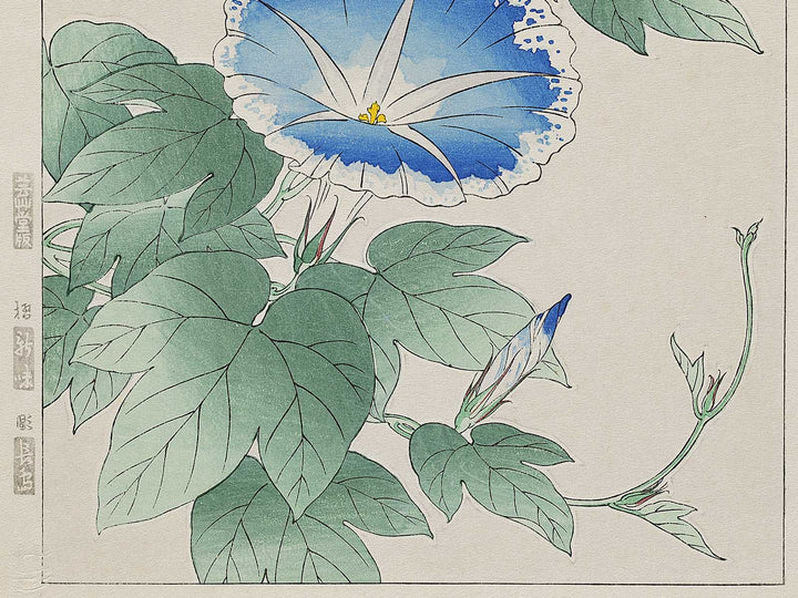 Asagao by Kawarazaki Shodo, (Large print size) / BJ331-338