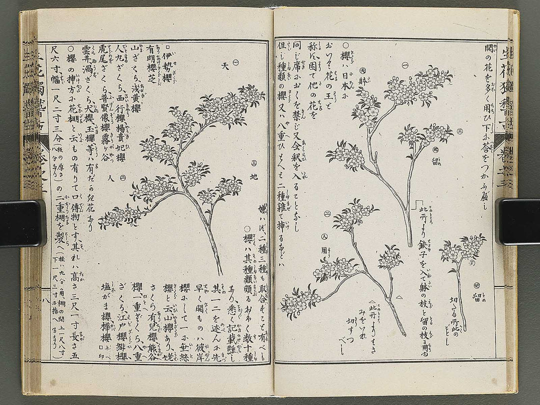 Shoryu hiden ikebana hitorigeiko Volume 3 / BJ347-942