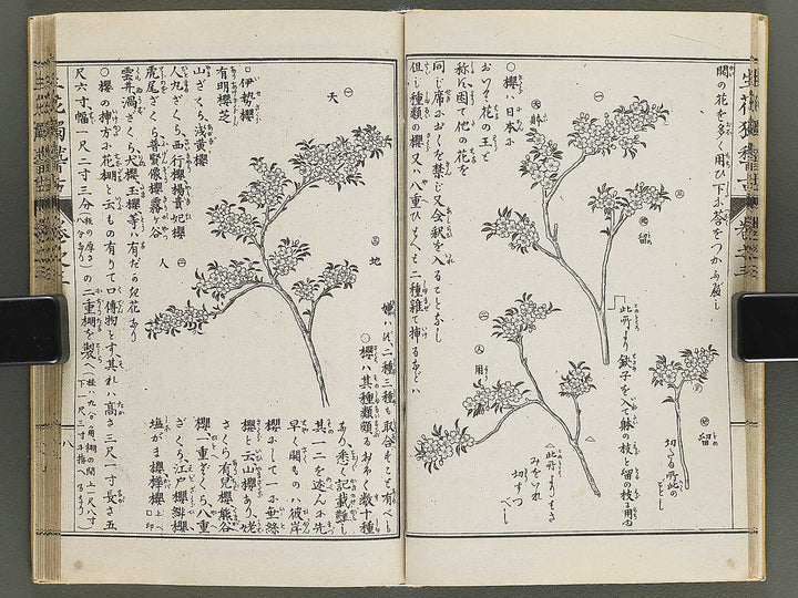 Shoryu hiden ikebana hitorigeiko Volume 3 / BJ347-942