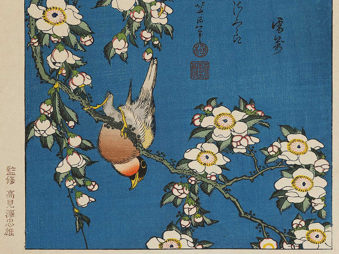 Weeping cherry blossoms against a dark indigo background, capturing the moment a Japanese bullfinch comes to peck at the blossoms. by Katsushika Hokusai, (Medium print size) / BJ323-708