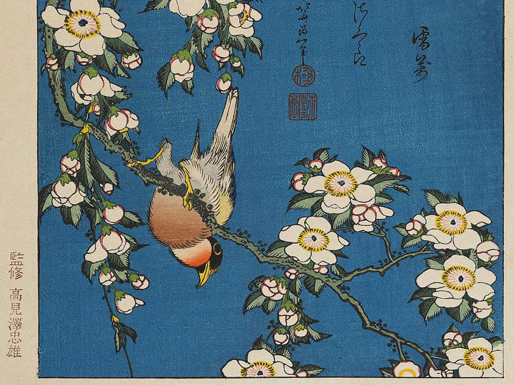 Weeping cherry blossoms against a dark indigo background, capturing the moment a Japanese bullfinch comes to peck at the blossoms. by Katsushika Hokusai, (Medium print size) / BJ323-708