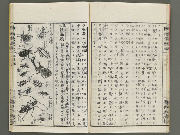 Hakubutsu kyojyuho Volume 3 / BJ341-586