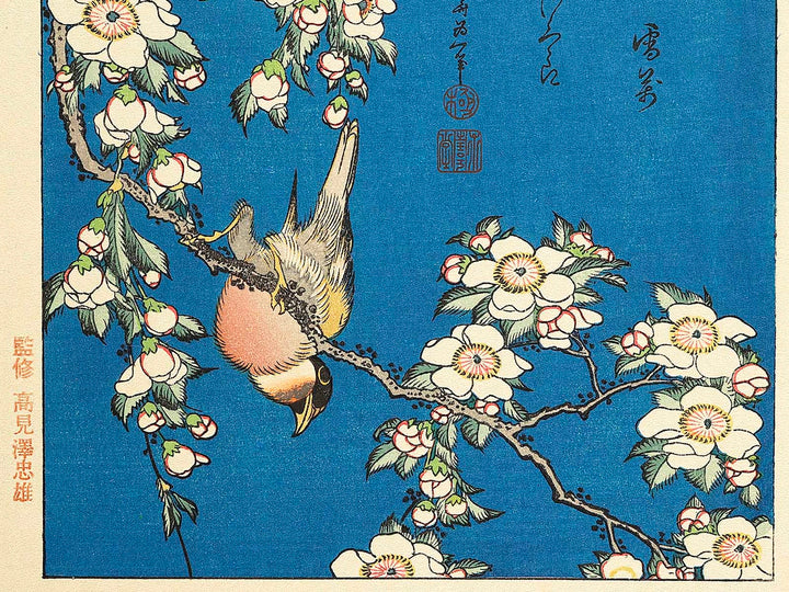 Weeping cherry blossoms against a dark indigo background, capturing the moment a Japanese bullfinch comes to peck at the blossoms. by Katsushika Hokusai, (Medium print size) / BJ319-445