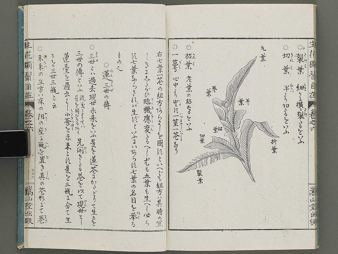 Shoryu hiden ikebana dokushu jizai Volume 6 / BJ332-766