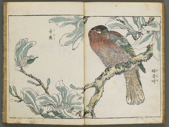 Kacho shashin zui by Kitao Shigemasa / BJ339-115