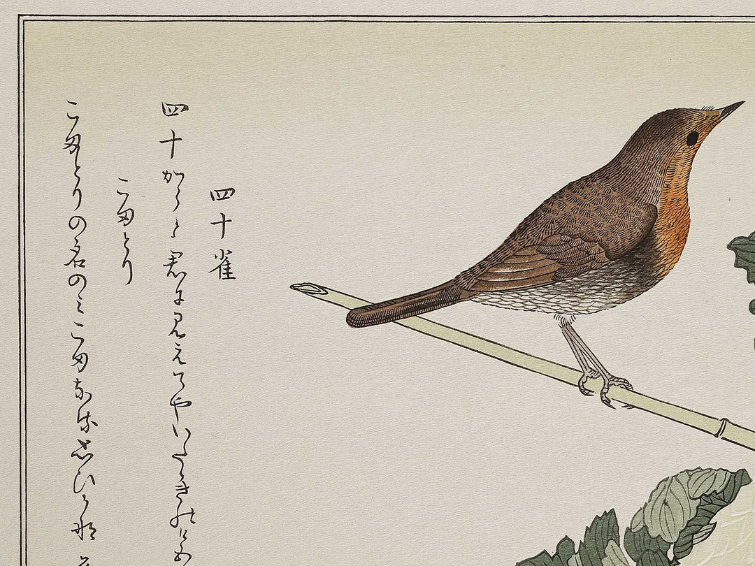 Branta canadensis and Robin from the series Momochidori kyokaawase by Kitagawa Utamaro, (Large print size) / BJ327-999