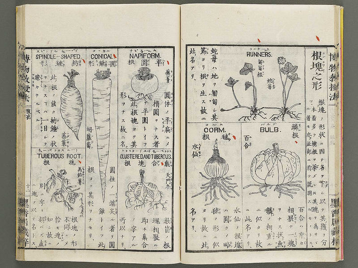 Hakubutsu kyojyuho Volume 1 / BJ341-572