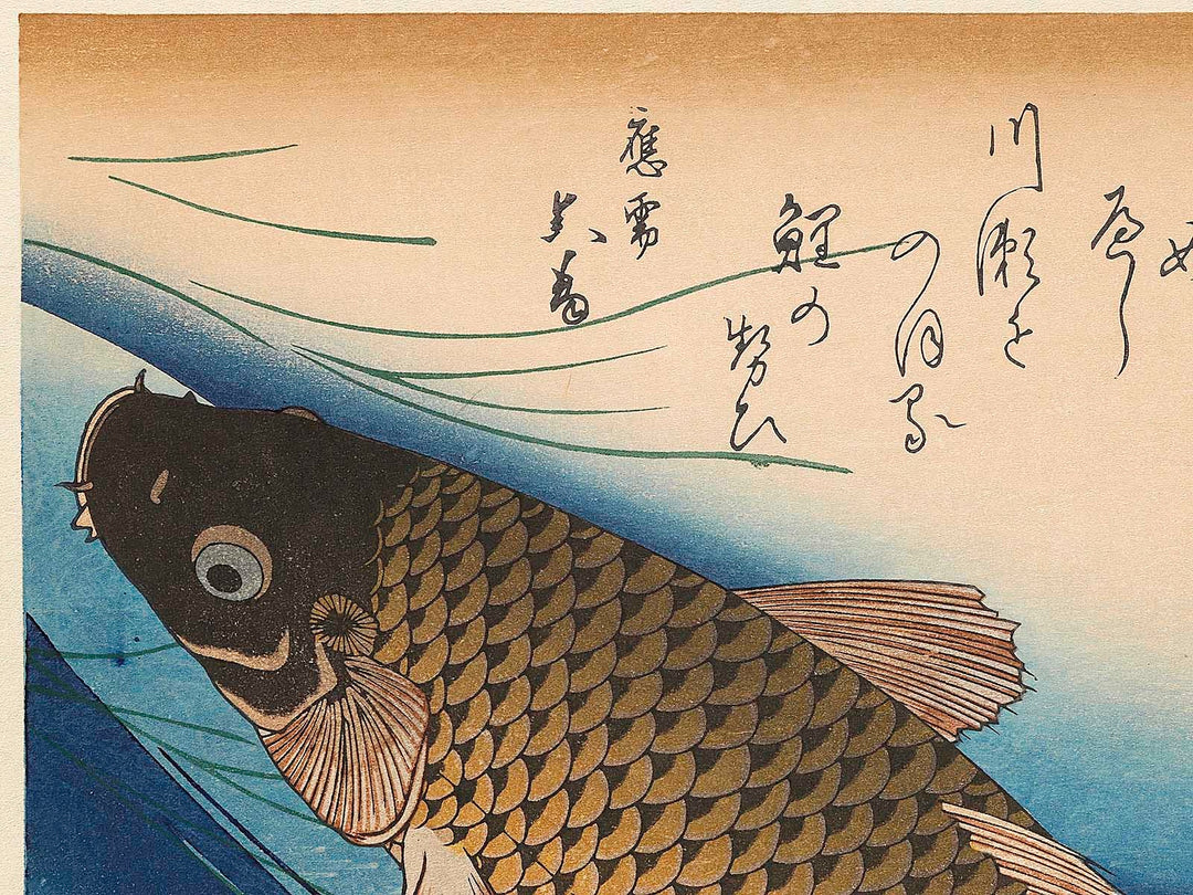 Japanese Carp from the series the series fish by Utagawa Hiroshige, (Large print size) / BJ322-819