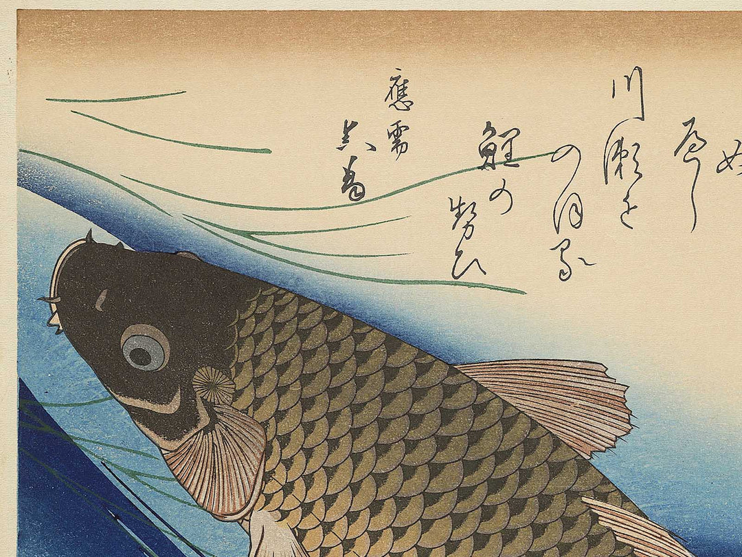 Japanese Carp from the series the series fish by Utagawa Hiroshige, (Large print size) / BJ350-224