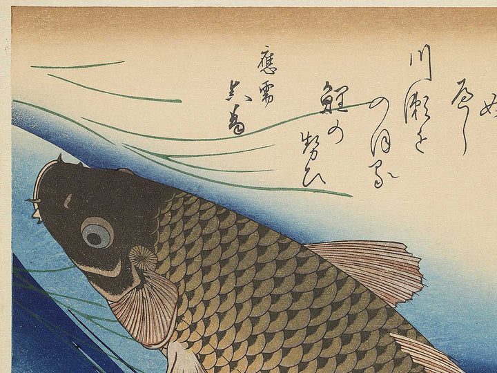 Japanese Carp from the series the series fish by Utagawa Hiroshige, (Large print size) / BJ350-224