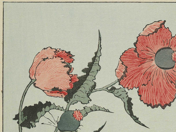 A poppy by Katsushika Hokusai, (Medium print size) / BJ327-334