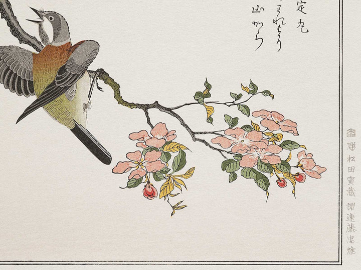 Mountain sparrow and Japanese bush warbler from the series Momochidori kyokaawase by Kitagawa Utamaro, (Large print size) / BJ308-329