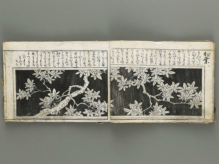 Ranma hinagata (Ge) / BJ336-056