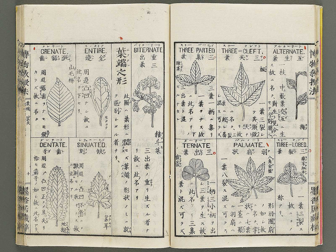 Hakubutsu kyojyuho Volume 1 / BJ341-572