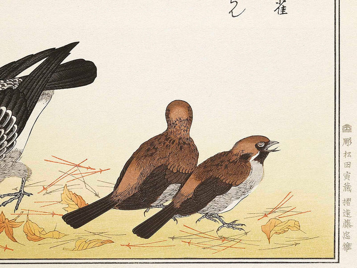 A flock of sparrows and Dove from the series Momochidori kyokaawase by Kitagawa Utamaro, (Large print size) / BJ328-055