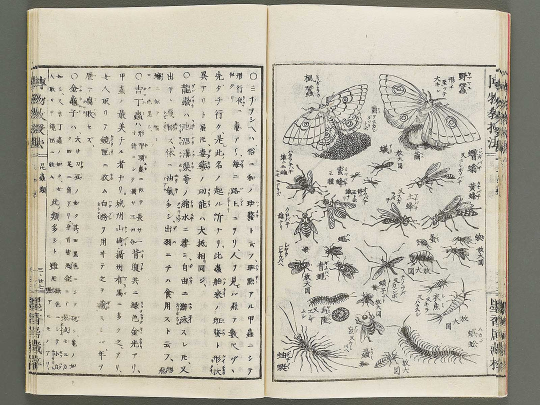 Hakubutsu kyojyuho Volume 3 / BJ341-586