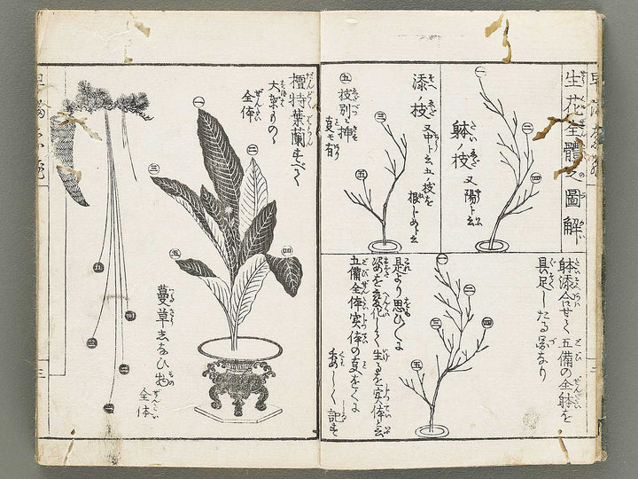 Ikebana hayamanabi / BJ331-275