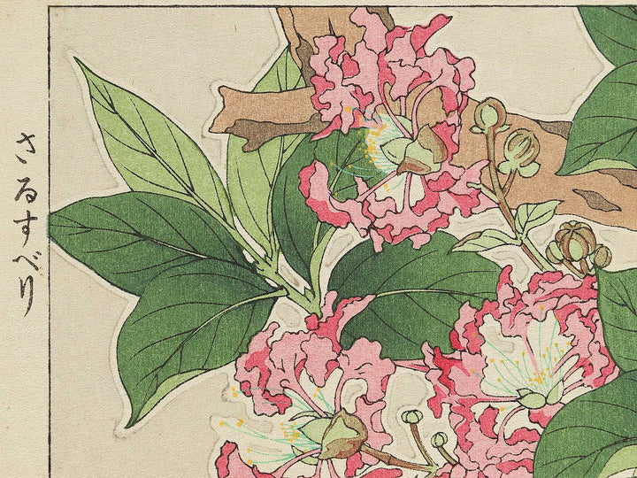 Sarusuberi by Kawarazaki Shodo, (Large print size) / BJ348-005