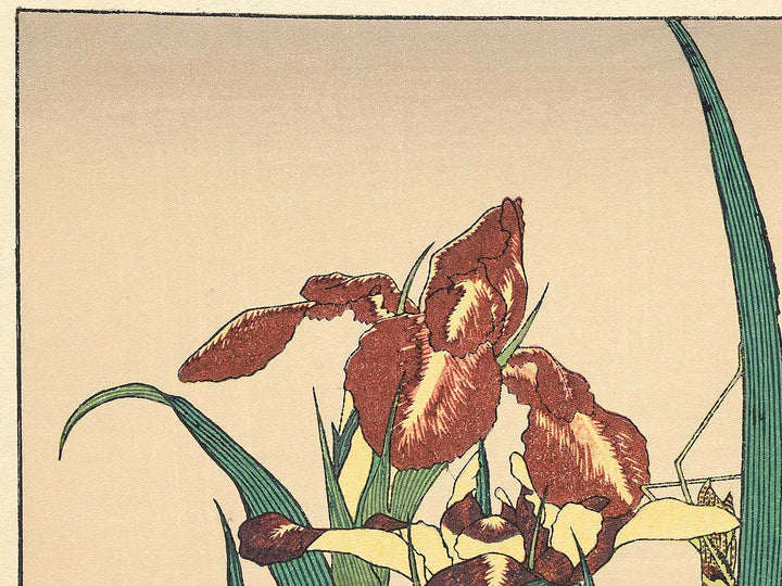 Iris and Grasshopper by Katsushika Hokusai, (Medium print size) / BJ307-426