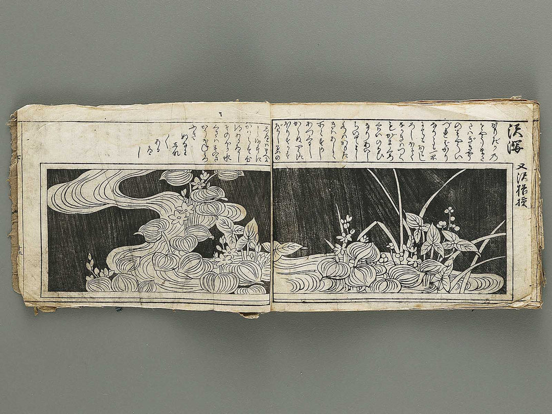 Ranma hinagata (Ge) / BJ336-056