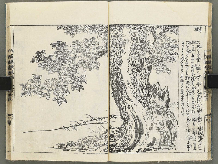 Ehon nezashi takara Volume 5 by Tachibana Morikuni / BJ353-577