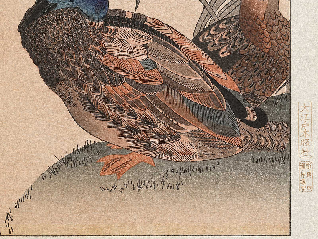 Duck and Kingfisher from the series Momotidori kyoka awase by Kitagawa Utamaro, (Large print size) / BJ331-667