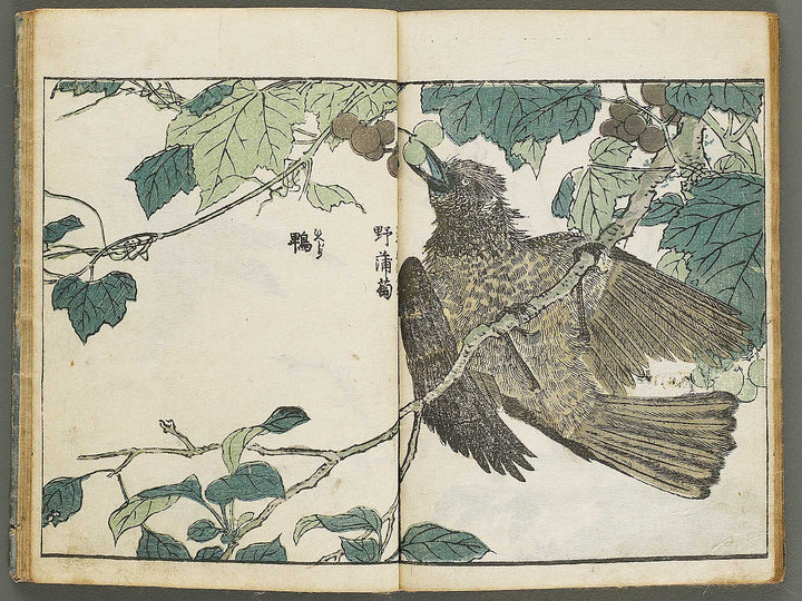 Kacho shashin zui by Kitao Shigemasa / BJ339-115