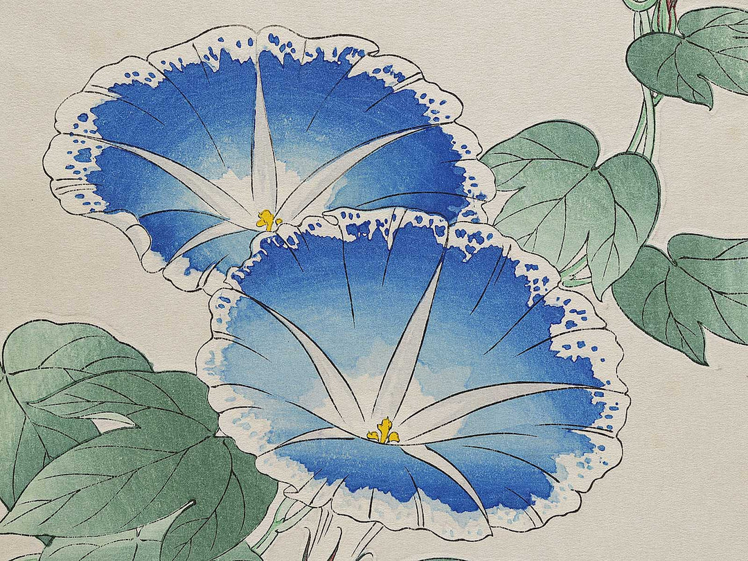 Asagao by Kawarazaki Shodo, (Large print size) / BJ331-338