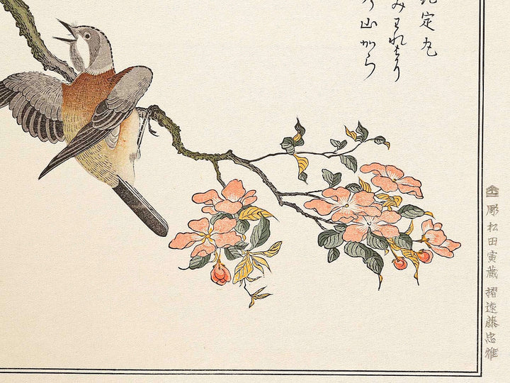 Mountain sparrow and Japanese bush warbler from the series Momochidori kyokaawase by Kitagawa Utamaro, (Large print size) / BJ328-062