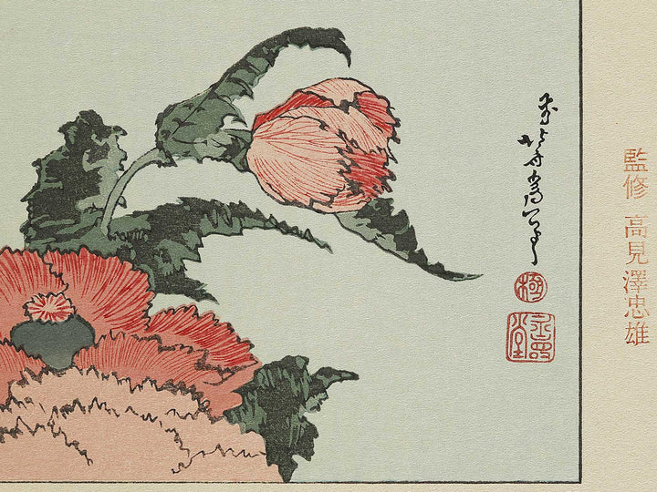 A poppy by Katsushika Hokusai, (Medium print size) / BJ327-334