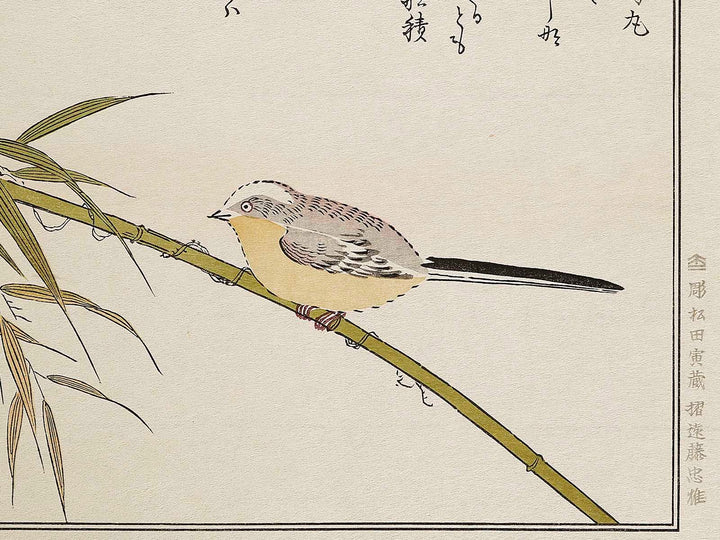 Long tailed Tit and White-eyes from the series Momochidori kyokaawase by Kitagawa Utamaro, (Large print size) / BJ328-006