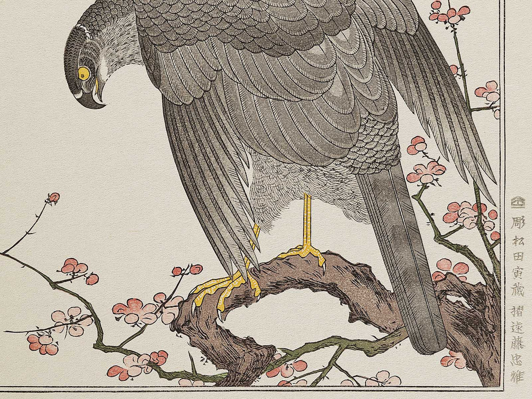 Hawk and Shrike from the series Momotidori kyoka awase by Kitagawa Utamaro, (Large print size) / BJ327-985