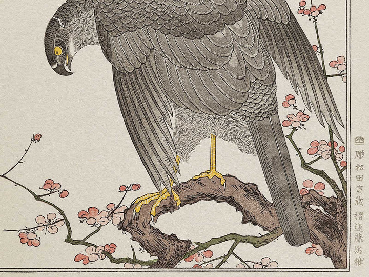 Hawk and Shrike from the series Momotidori kyoka awase by Kitagawa Utamaro, (Large print size) / BJ327-985